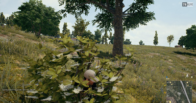using bushes to hide